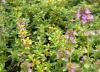 Thyme Red Thymus spp